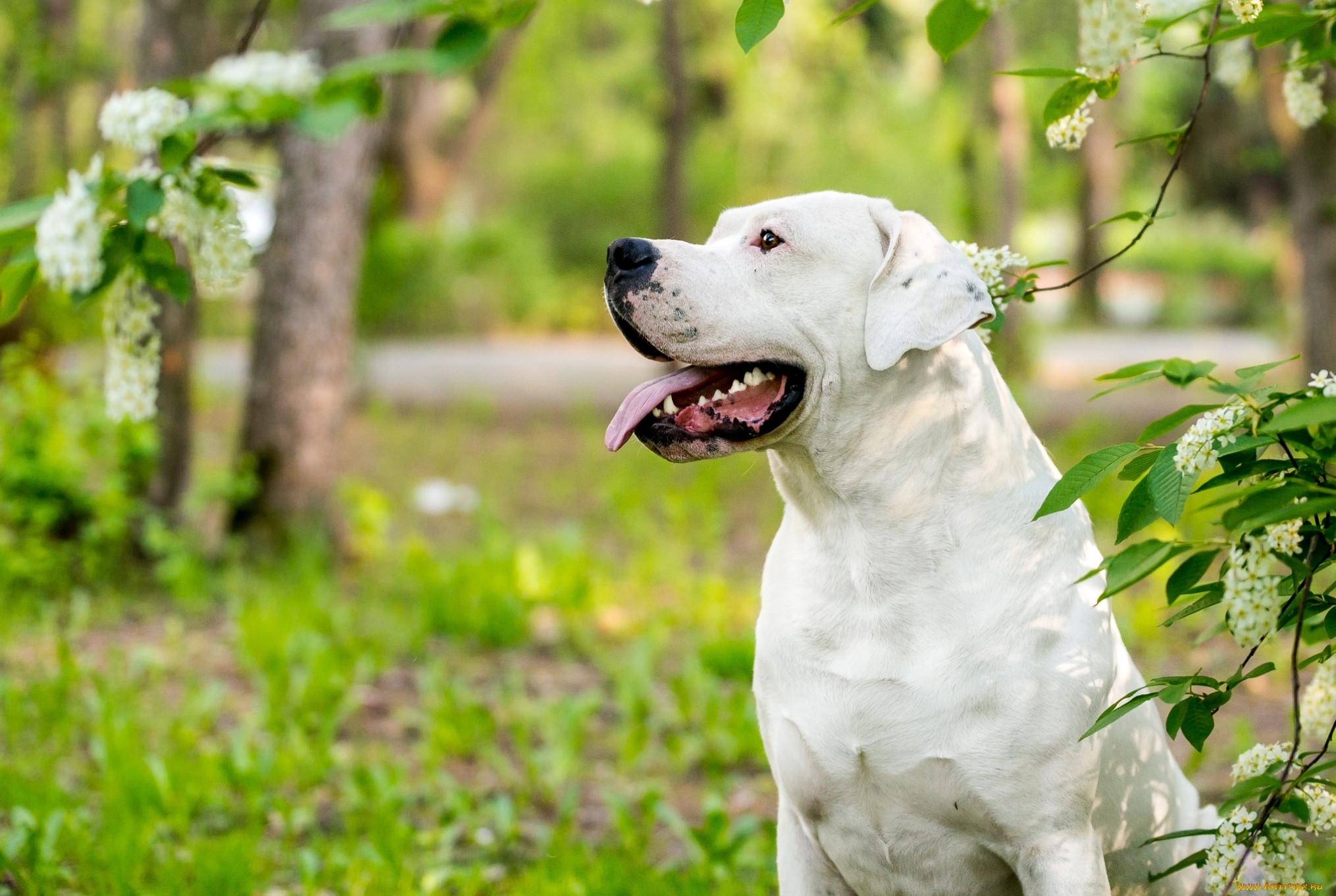 Аргентинский дог. Аргентинский дог щенок. Dogo argentino Bark. Аргентинский дог рост.